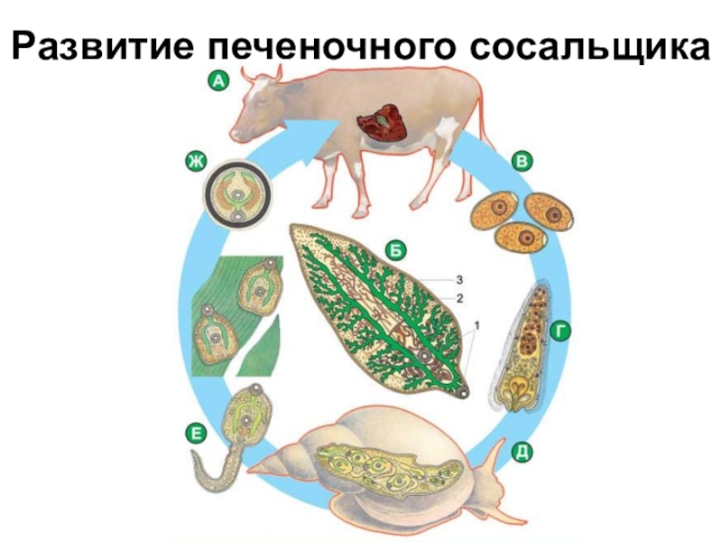 Рисунок по биологии 7 класс