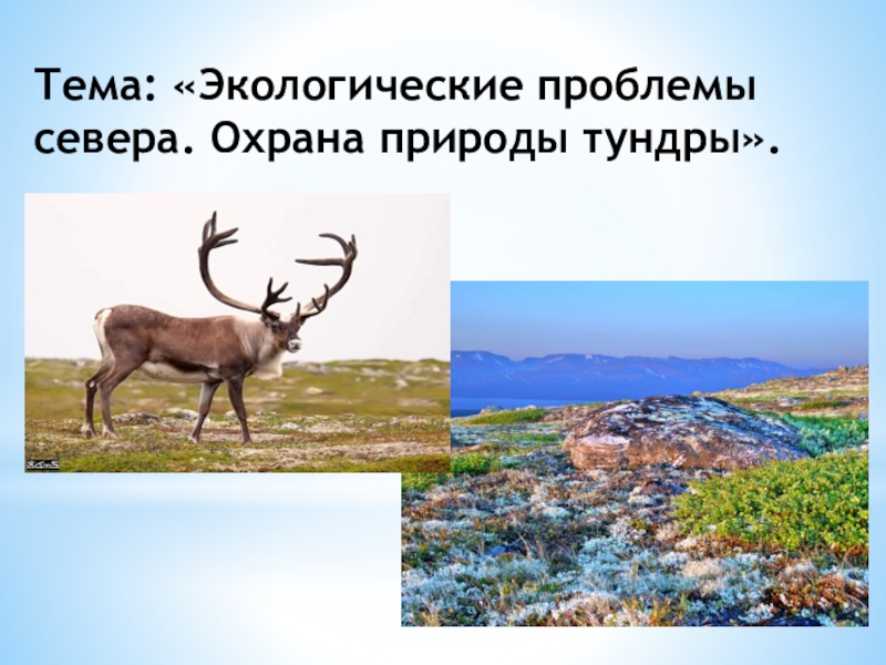 Какой народ называл лес тундрой. Экологические проблемы и охрана природы тундры. Охрана природы тундры 4 класс. Охрана природной зоны тундры. Экологические проблемы севера.