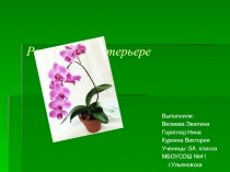 Презентация по биологии на темуРастения в интерьере