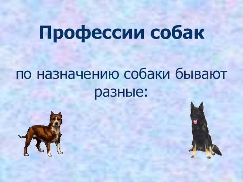 Роль собаки. Собаки по назначению. Какие профессии бывают у собак. Роль собак в жизни человека проект 1 класс. Какие бывают собачьи профессии.