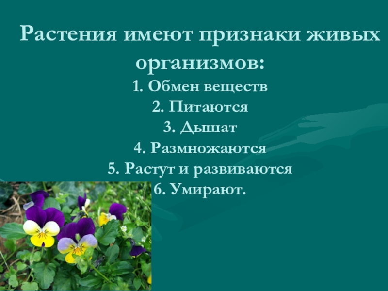 Какие признаки имеют растения. Что имеют растения. Признаки живого растения. Растения обладают. Растения имеющие цветки.