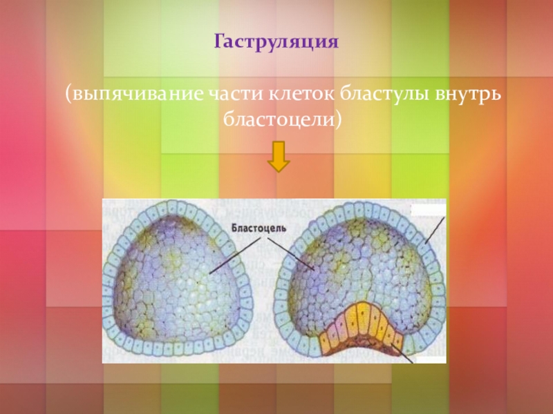 Бластоцель. Гаструляция. Гаструляция птиц. Части зародыша бластулы.