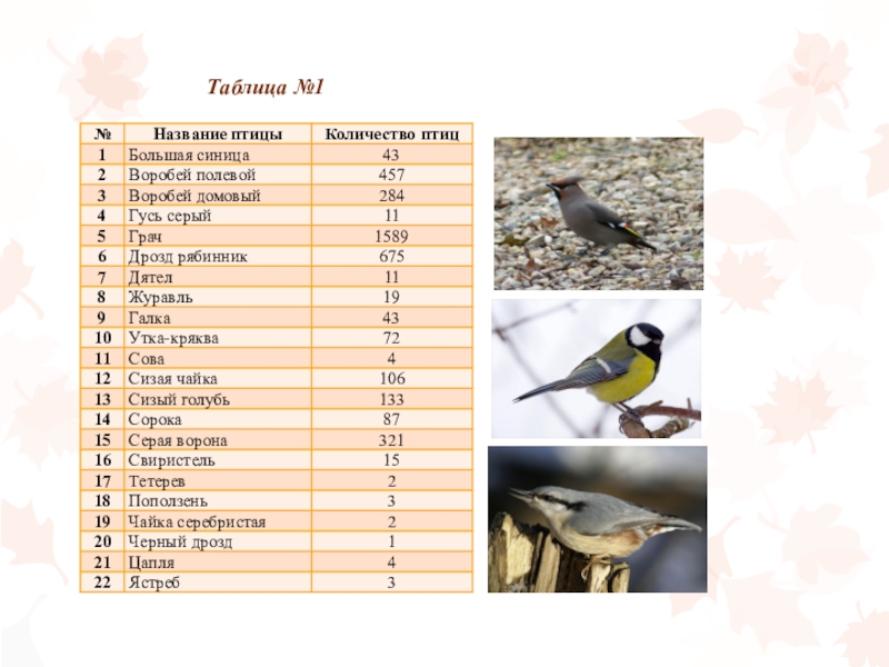 Расписание синицы. Срок жизни птиц таблица. Таблица названия птиц. Продолжительность жизни птиц таблица. Срок продолжительности жизни птиц.