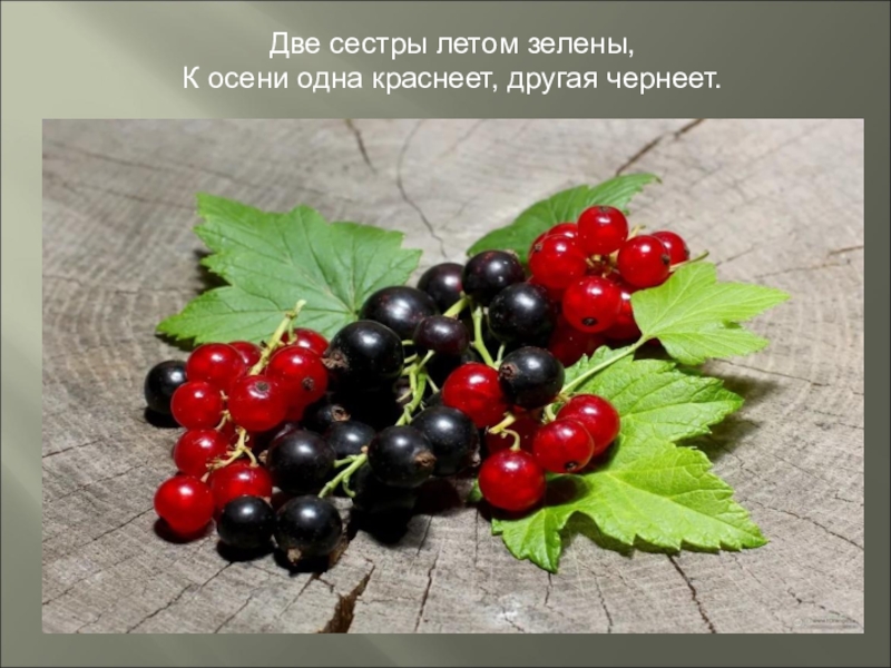 две сестрицы летом зелены к осени одна краснеет другая чернеет. гуляем с сестрой. две мелкие играются на траве. две сестры летом зелены. две сестры летом зелены.