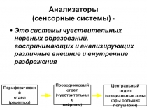 Презентация по биологии Анализаторы 8 класс
