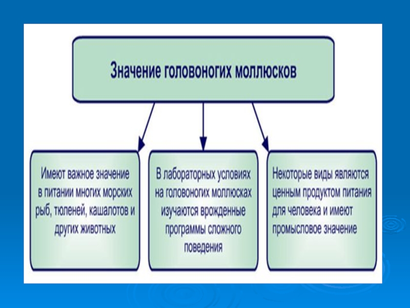 Значение моллюсков. Значение головоногих моллюсков. Значение головоногих в природе. Значение головоногих моллюсков в природе. Головоногие значение в природе и жизни человека.