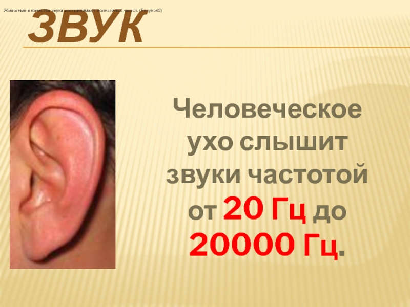 ЗвукЧеловеческое ухо слышит звуки частотой от 20 Гц до 20000 Гц.Животные в качестве звука воспринимают волны иных