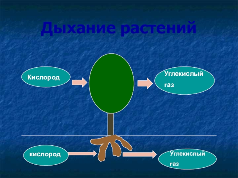 У растения дышат только