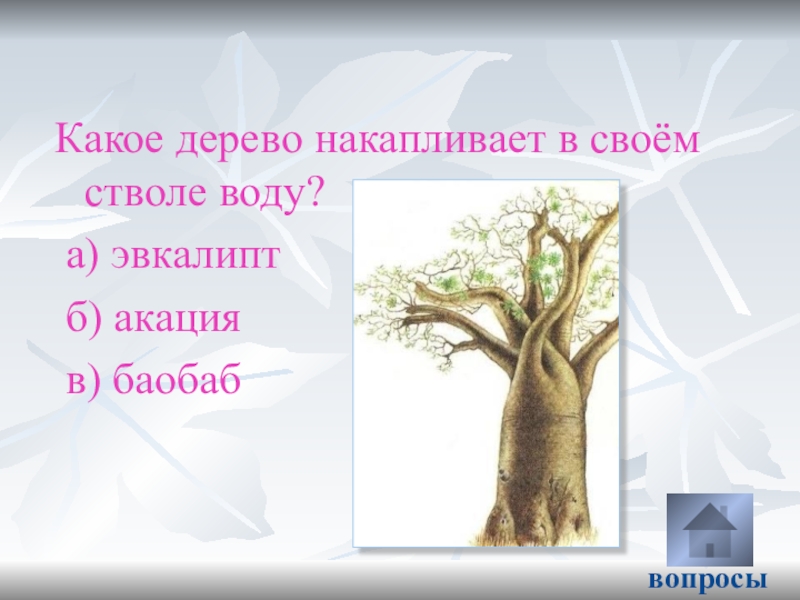 Какое дерево ответ. Дерево накапливающее воду. Какое дерево накапливает воду в стволе. Дерево накопления. Какое дерево не существует в природе.