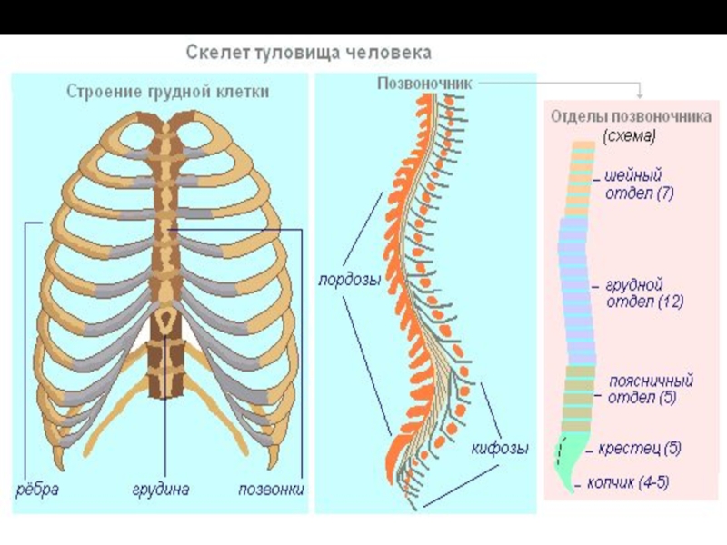 Ребро отдел скелета. Скелет туловища позвоночник и грудная клетка. Скелет туловища позвонки ребра Грудина. Скелет туловища человека анатомия. Строение позвоночника и грудной клетки человека.