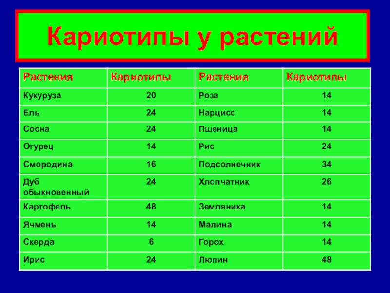 Хромосомы у растений. Кариотип основных видов с.-х животных. Кариотипы животных таблица. Кариотип растений. Кариотипы сельскохозяйственных животных таблица.