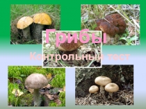 Презентация по биологии Грибы