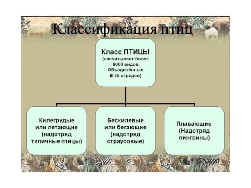 Заполните схему классификация птиц