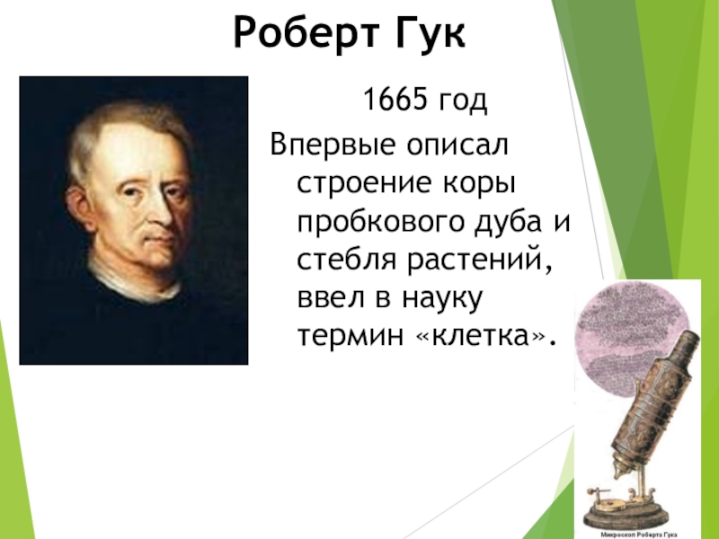 Термин клетка предложил. Роберт Гук 1665. 1665 Год - Роберт Гук клетки. Роберт Гуд 1665 микрофон. Роберт Гук наука.