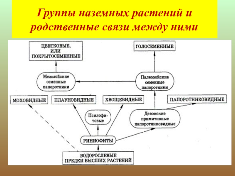 План рассказа о родственных связях между животными 5 класс биология