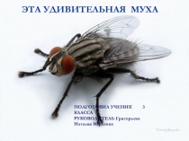 Презентация проекта О мухе