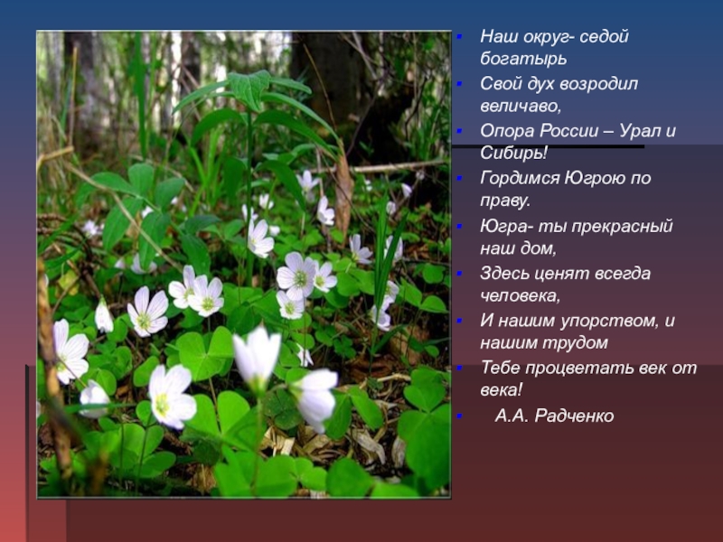 Рассказ о растениях родного края 2 класс. Флора и фауна Югры презентация. Сообщение о природе Югорского края. Поэты Югры о природе родного края. Растения родного края ХМАО.