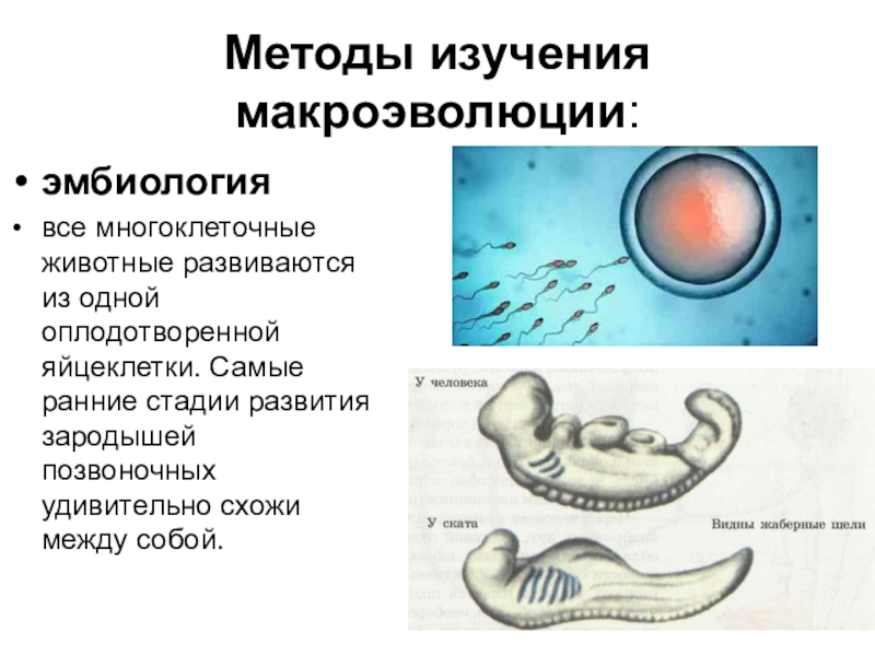 Макроэволюция 9 класс презентация