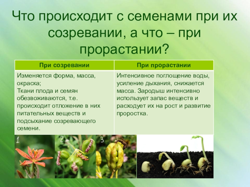Каково значение процесса деления в жизни растения. Прорастание семян 6 класс. Признаки созревания семян. Семенной способ размножения растений. Прорастание семян цветковых растений.