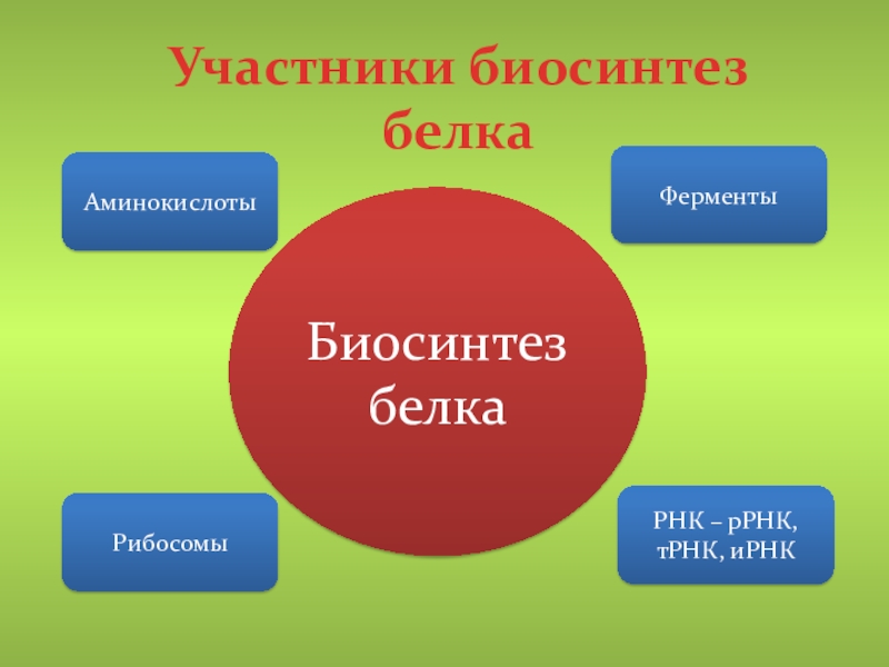 Участвует в биосинтезе белка. Участники биосинтеза белка. Участники синтеза белка. Структуры участвующие в биосинтезе белка. Роль участников синтеза белка.