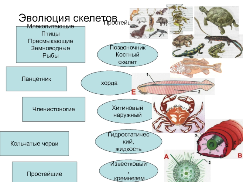 План эволюции членистоногих