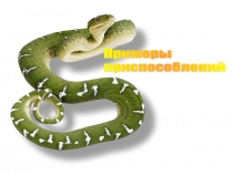 Презентация Приспособление животных 9, 11 класс эволюция