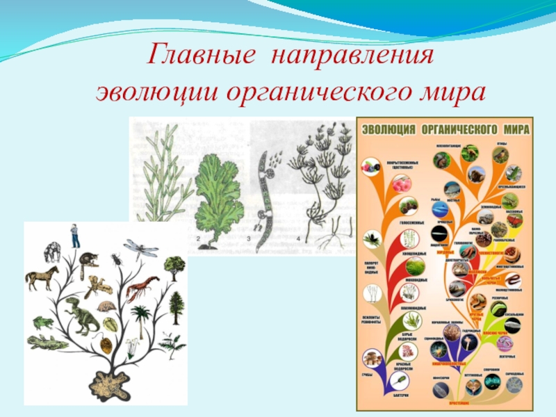 Какие направления органической эволюции привели к формированию. Направления эволюции растений. Направления эволюции презентация.