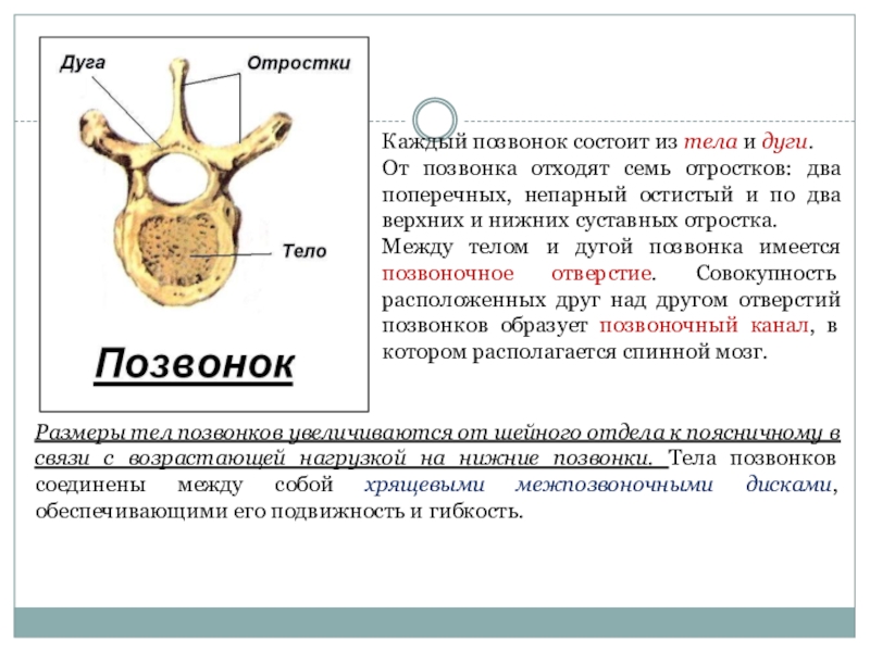 Каждый позвоночник состоит из тела и дуги. От дуги позвонка отходят пар отростков. Позвонок состоит из. Отростки позвонка отходят от. Позвонок состоит из тела дуги и отростков.