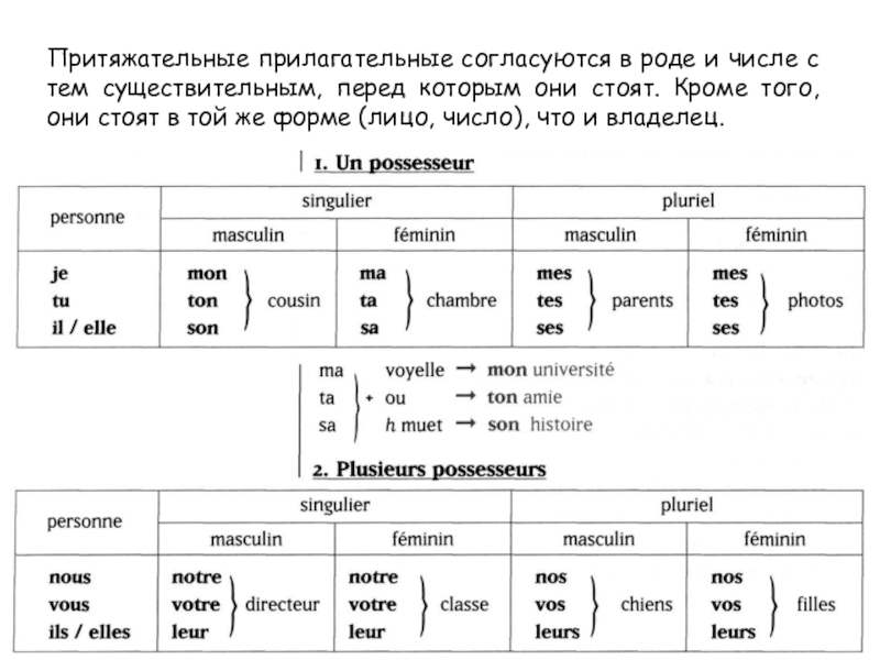 Притяжательные прилагательные 6 класс