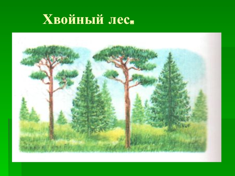 Тайга смешанные леса рисунок. Изображение хвойного леса для детей. Хвойный лес для детей. Еловый лес для детей. Рисунок хвойного леса.