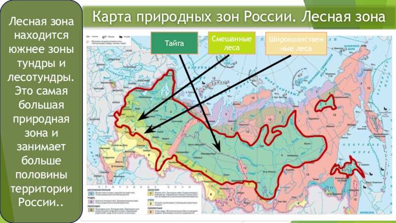 В какой зоне находится город москва. Самая большая природная зона на территории России. Самая большая природная зона карта природных зон. Природная зона более половины России. Природная зона занимающая больше половины территории России.
