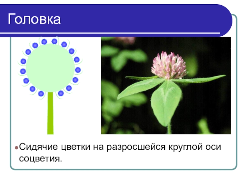 Выберите соцветие головка. Соцветие головка. Сидячие цветки. Сидячие соцветия. Цветы с соцветием головка.