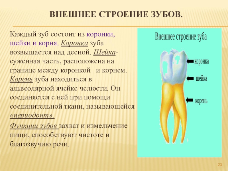 Какую функцию выполняет коронка зуба. Анатомия зубов коронка шейка корень. Анатомия зуба коронка шейка корень. Строение зубов коронка шейка. Строение зуба коронка шейка.