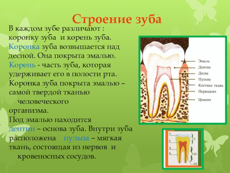 Проект зубы 3 класс