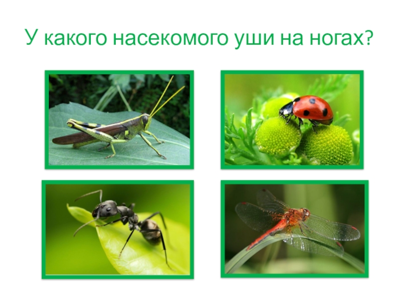 у кого уши на ногах. галифе на бёдрах у денщин. у кузнечика уши на ногах. у кузнечика уши на ногах. внутренние ушки на бедрах.