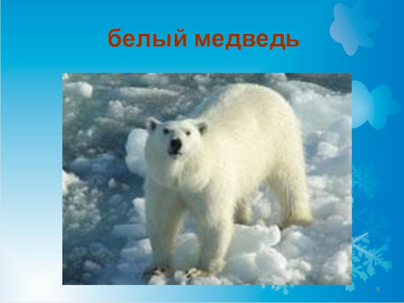 Медведь в какой природной зоне. Белый медведь природная зона. Белый медведь природная зона обитания. Животные природная зона белый медведь. Где обитает белый медведь в какой природной.