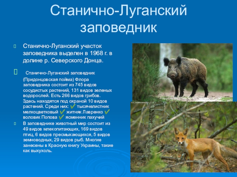 Какой вид охраняется в донецком кряже. Станично-Луганский заповедник. Животные красной книги Луганщины. Растения и животные Луганской области. Животные Луганской области занесённые в красную книгу.