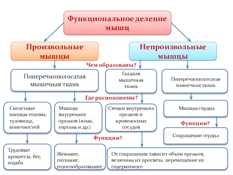 Непроизвольные мышцы. Функциональное деление мышц таблица. Функциональное деление мышц схема. Мышцы функциональное деление мышц свойства мышц. Произвольные и непроизвольные мышцы.