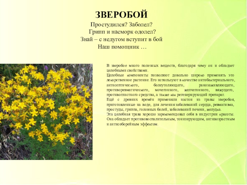 Лекарственные растения ставропольского края фото и описание