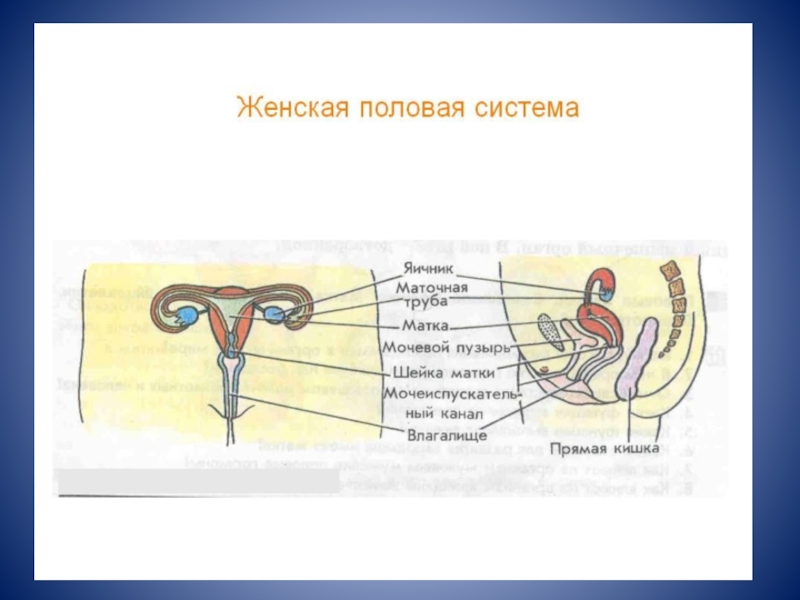 Презентация по биологии 8 класс половая система человека