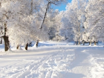 Презентация к уроку окружающего мира Покормите птиц зимой!