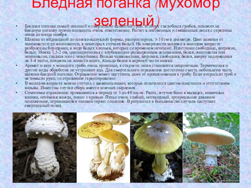 Ядовитые грибы свердловской области фото и описание