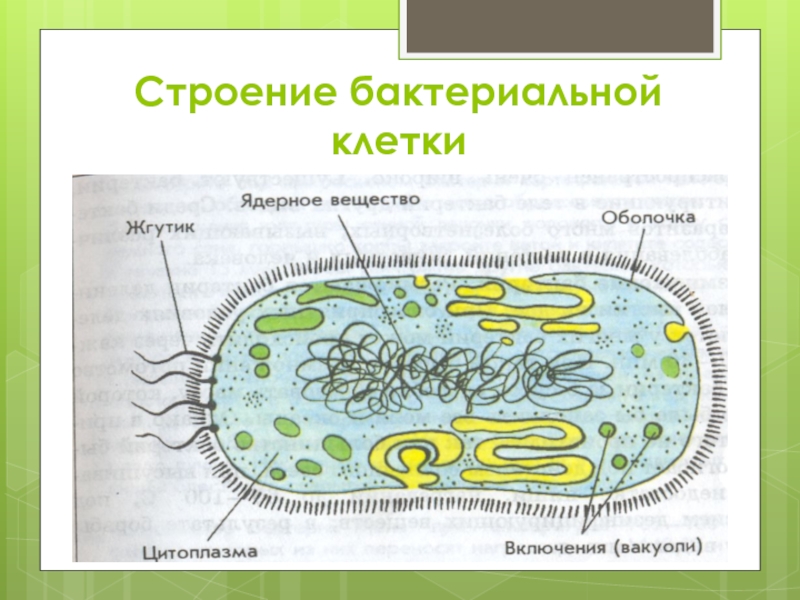 Схема строение бактериальной клетки - 90 фото