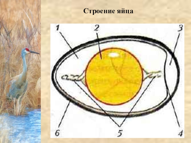 Строение яйца картинка