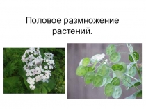 Презентация к уроку биологии. Половое размножение растений. 6 класс