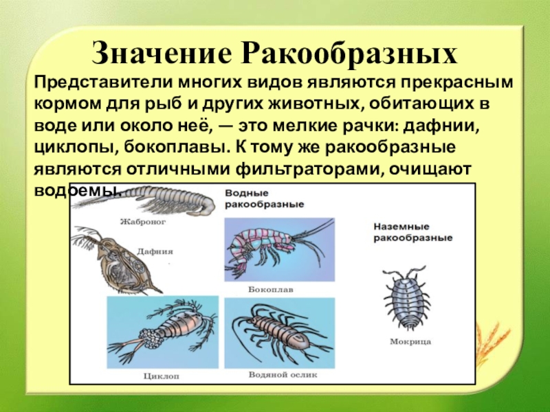 Биология класс ракообразные. Значение крабообразных. Ракообразные презентация. Ракообразные представители. Класс ракообразные представители класса.