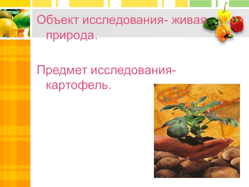 Объекты исследования живой природы. Предмет исследования картофеля. Методы исследования картофеля.