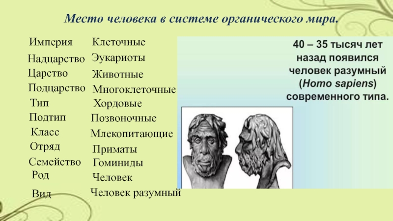 Место человека в зоологической системе презентация