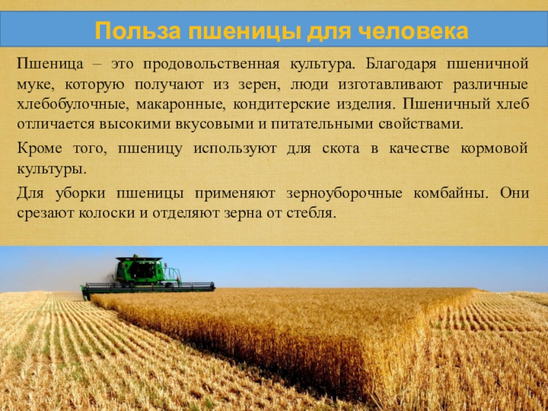 Почему зерно украины. Пшеница основная продовольственная культура. Страны выращивающие пшеницу. Поля для доклада. Продовольственные культуры.