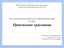 Презентация. Исследовательская работа по окружающему миру на тему Оранжевая красавица